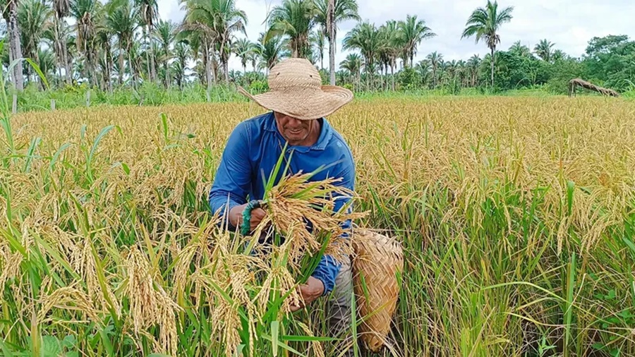 Imagem: Colheita de arroz Apesar do aumento da demanda, produtores de arroz enfrentam dificuldades referente aos preços Imagem: Colheita de arroz Apesar do aumento da demanda, produtores de arroz enfrentam dificuldades referente aos preços