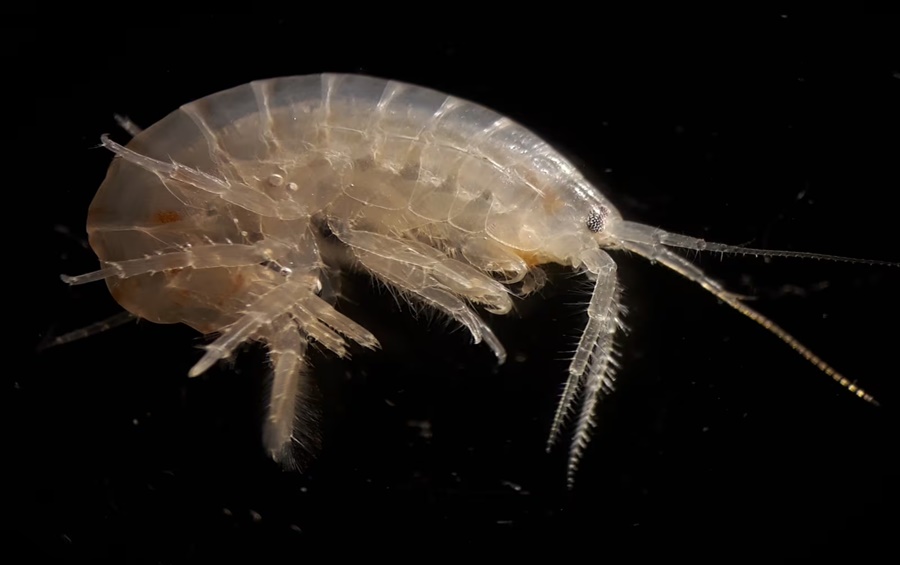 Imagem: Crustaceos Crustáceos semelhantes a camarões testam positivo para cocaína Imagem: Crustaceos Crustáceos semelhantes a camarões testam positivo para cocaína