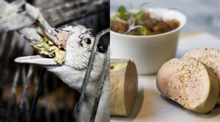 Imagem: FOIE GRAS Sancionada lei que proíbe produção e comercialização de foie gras