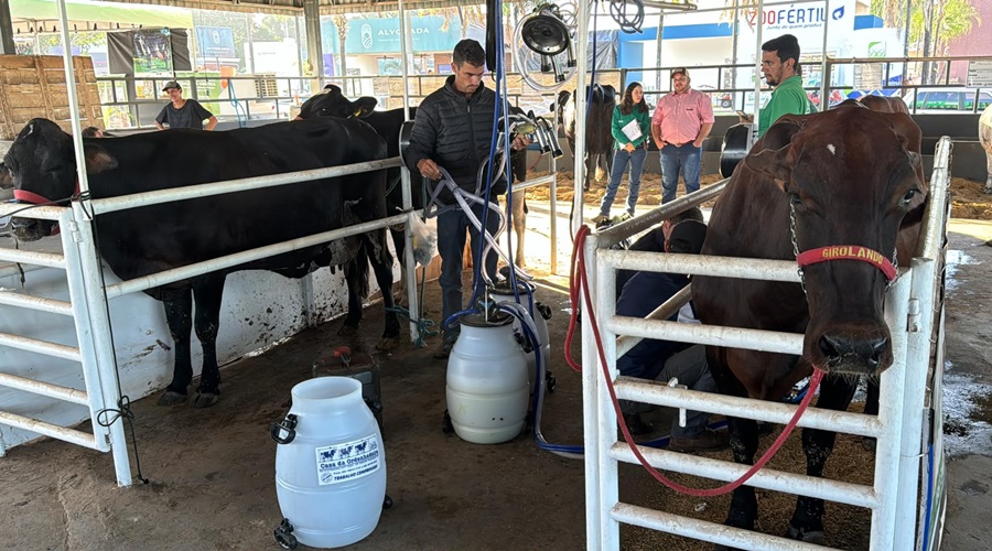 Imagem: JSFV NF Inscrições de animais para o 32º Torneio Leiteiro da Exposul se encerram hoje