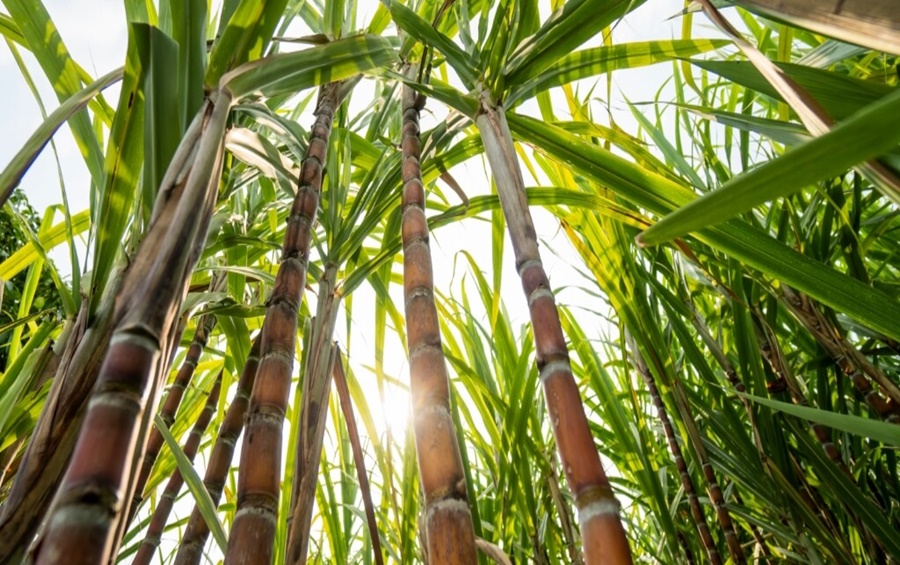 Imagem: Lavoura de cana Cultivo de cana-de-açúcar impulsiona agropecuária a gerar quase 23 mil empregos em junho Imagem: Lavoura de cana Cultivo de cana-de-açúcar impulsiona agropecuária a gerar quase 23 mil empregos em junho
