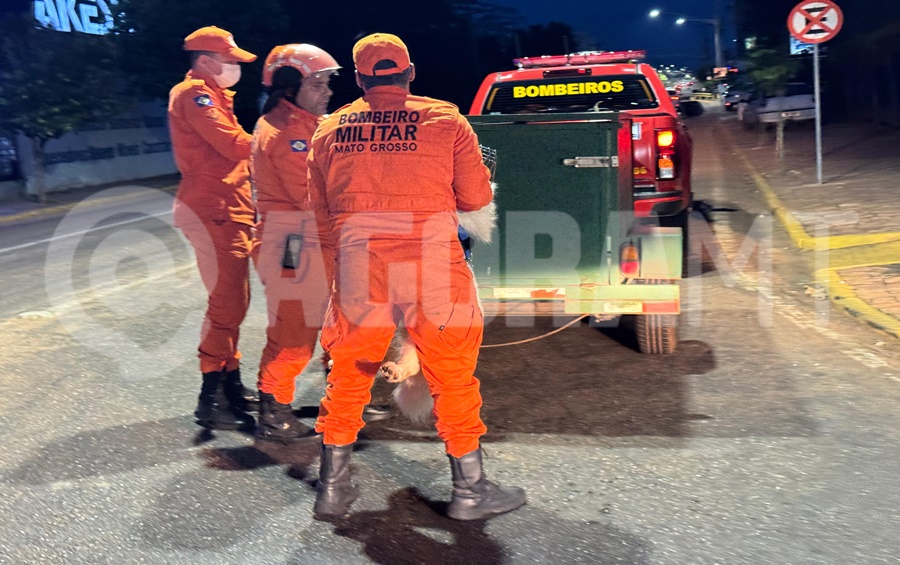 Imagem: O cao atacou a mulher durante passeio Mulher é atacada por cão durante caminhada e mobiliza Samu e Corpo de Bombeiros em Rondonópolis