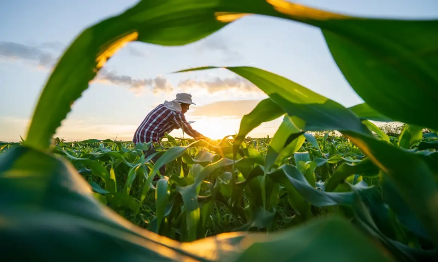 Imagem: agricultura Dívidas rurais serão reguladas por medida provisória