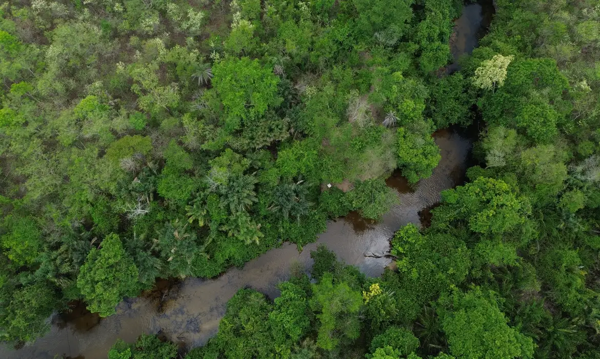 Imagem: dji 0255 0 Projeto busca restaurar 600 mil hectares de vegetação nativa no Brasil
