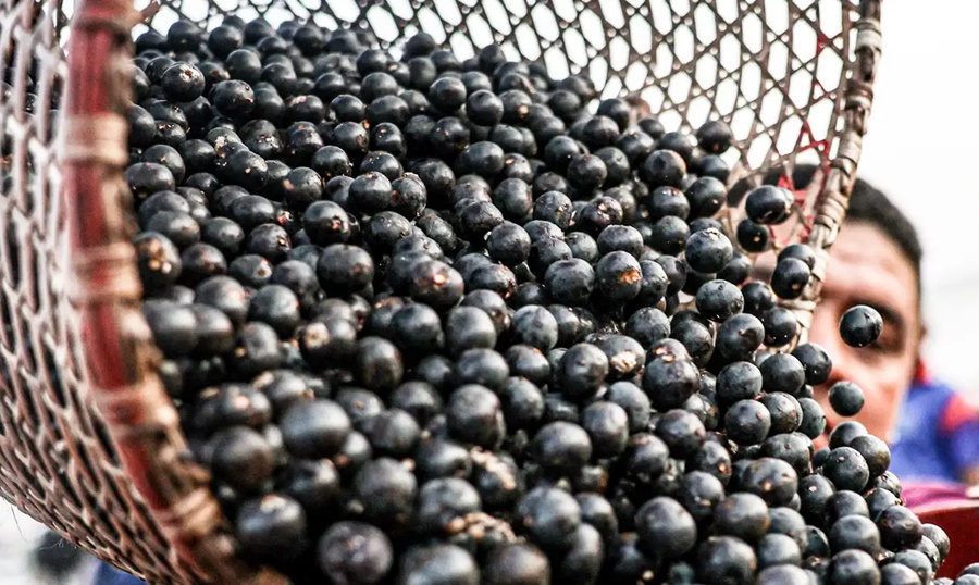 Imagem: jabuticaba China facilita exportação de polpas e frutas congeladas brasileiras