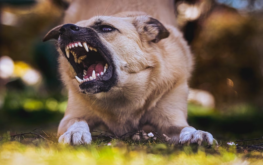 Imagem: CAO COM RAIVA Casos de raiva reacendem alerta sobre os riscos da doença Imagem: CAO COM RAIVA Casos de raiva reacendem alerta sobre os riscos da doença