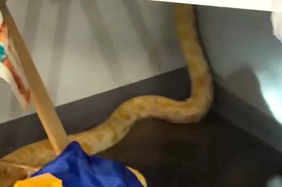 Imagem: COBRA Cobra escapa de laboratório de ciências e causa incêndio em escola Imagem: COBRA Cobra escapa de laboratório de ciências e causa incêndio em escola