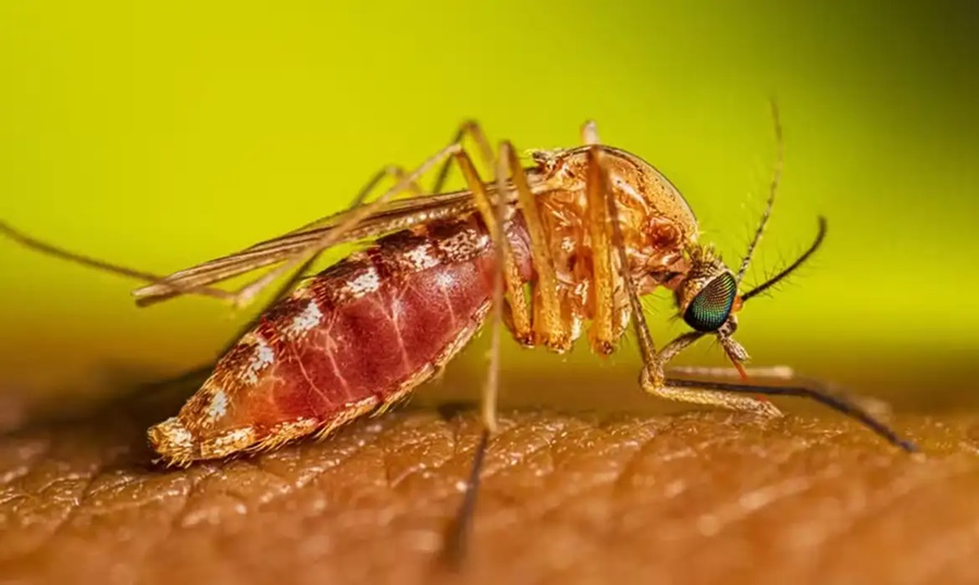 Imagem: Febre do Nilo SP confirma dois casos de febre do Nilo Ocidental Imagem: Febre do Nilo SP confirma dois casos de febre do Nilo Ocidental