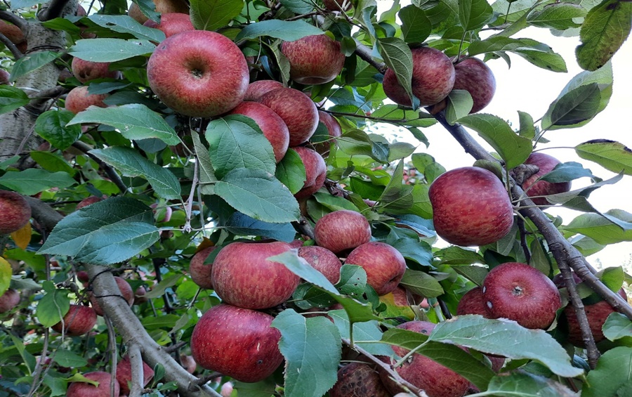 Imagem: MACA Estoques mais baixos reforçam tendência de alta no preço da maçã Imagem: MACA Estoques mais baixos reforçam tendência de alta no preço da maçã