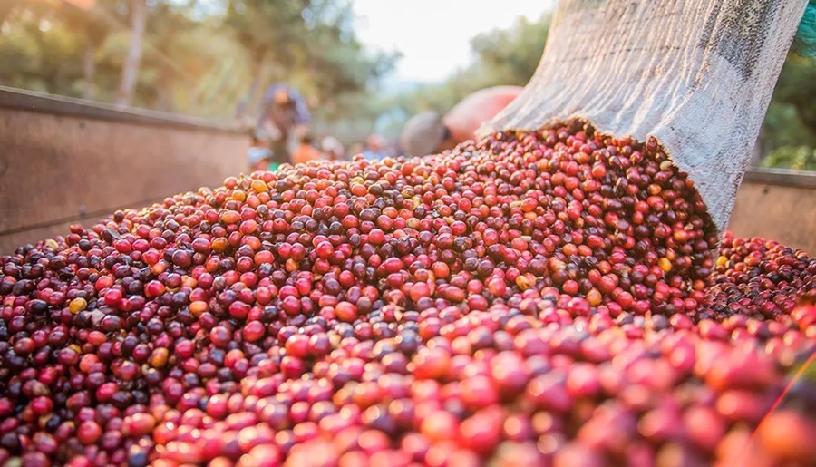 Imagem: Producao de Cafe Café brasileiro volta a ganhar espaço no exterior e exportações sobem 9,9% Imagem: Producao de Cafe Café brasileiro volta a ganhar espaço no exterior e exportações sobem 9,9%