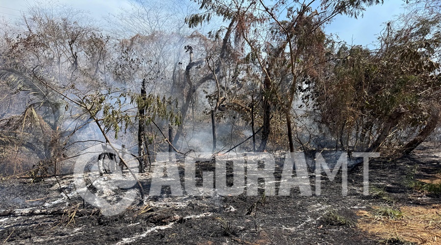 Imagem: WhatsApp Image 2026 08 18 at 12.51.19 Incêndio de grandes proporções atinge área de mata às margens da MT-270 em Rondonópolis Imagem: WhatsApp Image 2026 08 18 at 12.51.19 Incêndio de grandes proporções atinge área de mata às margens da MT-270 em Rondonópolis
