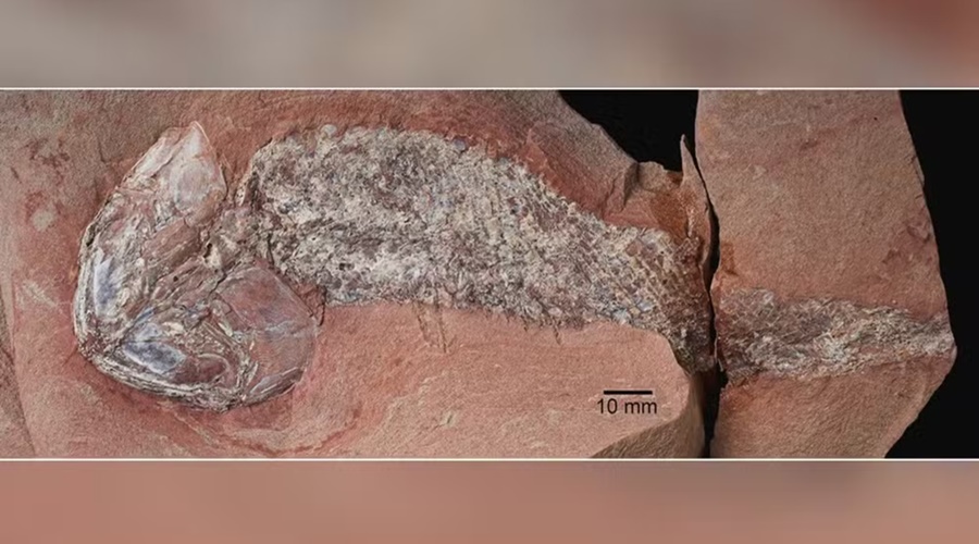Imagem: fossil Estudo científico descobre fóssil de peixe pré-histórico encontrado em Mato Grosso Imagem: fossil Estudo científico descobre fóssil de peixe pré-histórico encontrado em Mato Grosso