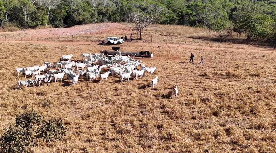 Imagem: gado recuperado Polícia Civil apreende 120 cabeças de gado com suspeita de origem ilícita em Dom Aquino Imagem: gado recuperado Polícia Civil apreende 120 cabeças de gado com suspeita de origem ilícita em Dom Aquino
