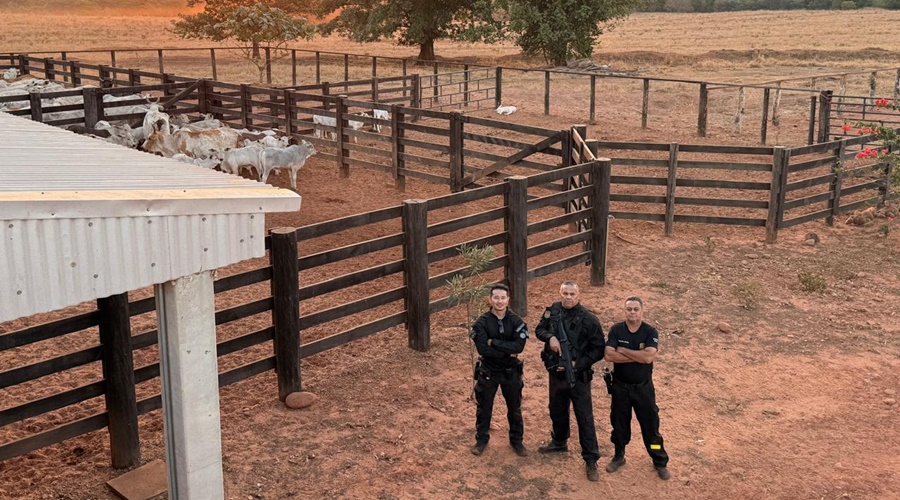 Imagem: pjc recupera gado Polícia Civil apreende 120 cabeças de gado com suspeita de origem ilícita em Dom Aquino Imagem: pjc recupera gado Polícia Civil apreende 120 cabeças de gado com suspeita de origem ilícita em Dom Aquino