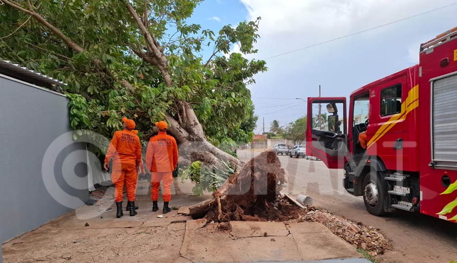 Imagem: A arvore caiu com a forca do vento Árvore cai durante forte vento e atinge rede elétrica e muro de residência no bairro Monte Líbano Imagem: A arvore caiu com a forca do vento Árvore cai durante forte vento e atinge rede elétrica e muro de residência no bairro Monte Líbano