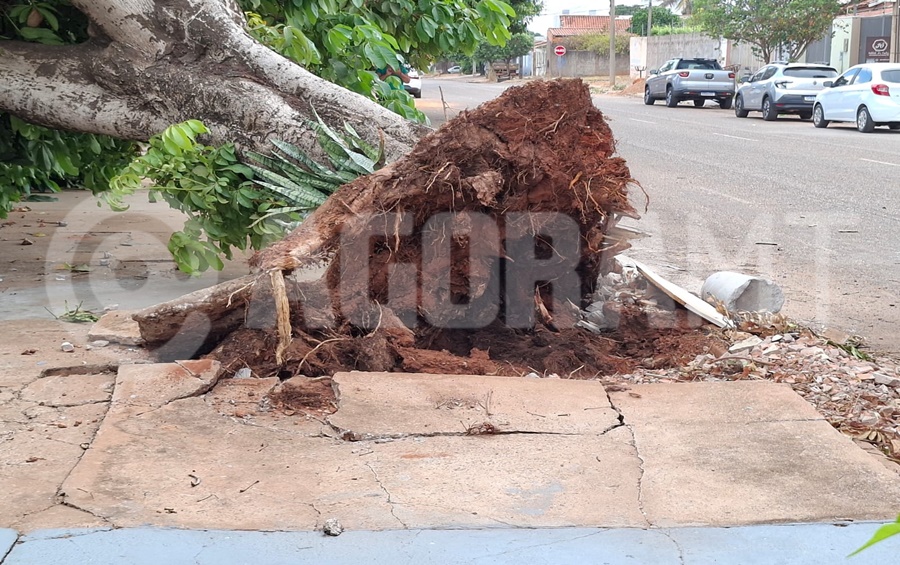 Imagem: A arvore foi arrancada pela raiz Árvore cai durante forte vento e atinge rede elétrica e muro de residência no bairro Monte Líbano Imagem: A arvore foi arrancada pela raiz Árvore cai durante forte vento e atinge rede elétrica e muro de residência no bairro Monte Líbano