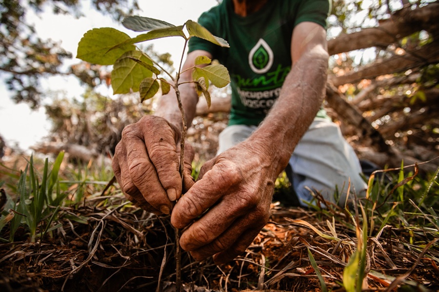 Imagem: Plantando arvore Sicredi Integração MT/AP/PA celebra o Dia da Árvore com plantio e cooperação em Rondonópolis
