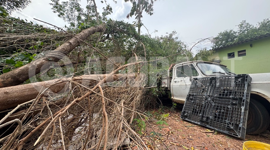 Imagem: arvore caiu em caminhonete Chuva e vento forte na madrugada derrubam árvores e causam transtornos em vários pontos de Rondonópolis Imagem: arvore caiu em caminhonete Chuva e vento forte na madrugada derrubam árvores e causam transtornos em vários pontos de Rondonópolis