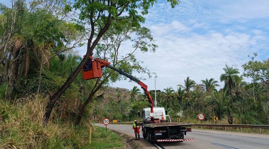 Imagem: arvore na serra Nova Rota altera o tráfego na Serra de São Vicente para manutenção entre segunda e sexta Imagem: arvore na serra Nova Rota altera o tráfego na Serra de São Vicente para manutenção entre segunda e sexta