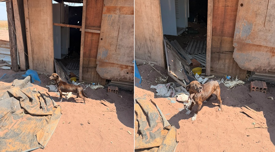Imagem: cachorros mau tratados Tio é preso por tortura e exploração sexual de sobrinhos adolescentes além maus-tratos a animais em Jaciara Imagem: cachorros mau tratados Tio é preso por tortura e exploração sexual de sobrinhos adolescentes além maus-tratos a animais em Jaciara