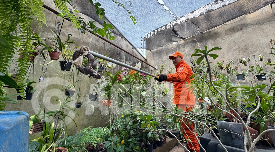 Imagem: cobra nas plantas Moradora encontra jiboia em meio às plantas de casa e aciona Corpo de Bombeiros em Rondonópolis Imagem: cobra nas plantas Moradora encontra jiboia em meio às plantas de casa e aciona Corpo de Bombeiros em Rondonópolis