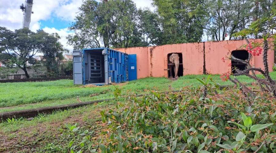 Imagem: elefante Sandro Elefante Sandro deixa zoológico de Sorocaba e segue para santuário em Mato Grosso Imagem: elefante Sandro Elefante Sandro deixa zoológico de Sorocaba e segue para santuário em Mato Grosso