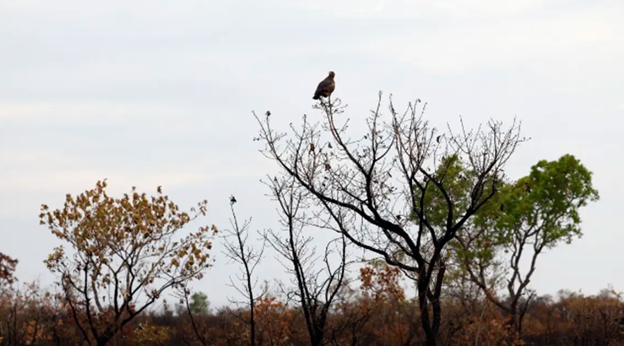 Imagem: paisagem Alertas de desmatamento no Cerrado caem 18,9% em agosto segundo Inpe Imagem: paisagem Alertas de desmatamento no Cerrado caem 18,9% em agosto segundo Inpe