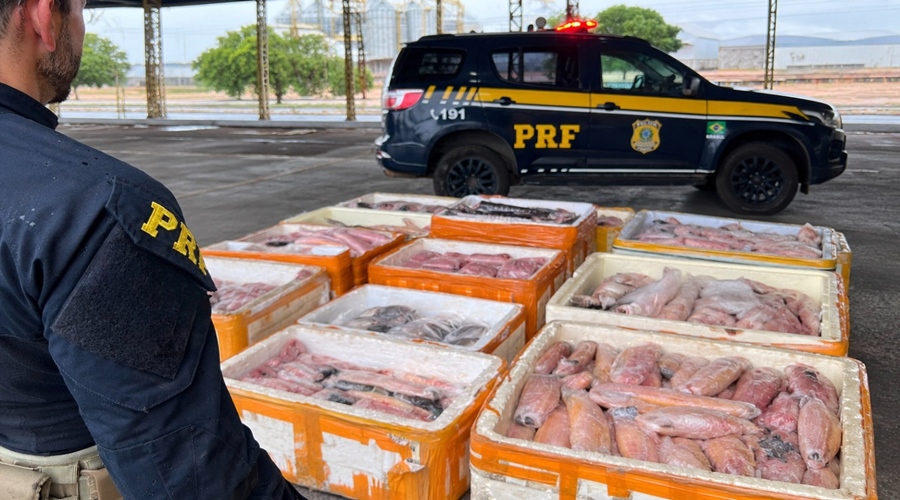 Imagem: pescado apreendido prf Mais de 1 tonelada de pescado irregular é apreendida pela PRF em Pontes e Lacerda Imagem: pescado apreendido prf Mais de 1 tonelada de pescado irregular é apreendida pela PRF em Pontes e Lacerda