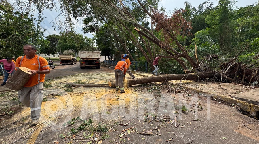 Imagem: queda de arvore Chuva e vento forte na madrugada derrubam árvores e causam transtornos em vários pontos de Rondonópolis Imagem: queda de arvore Chuva e vento forte na madrugada derrubam árvores e causam transtornos em vários pontos de Rondonópolis