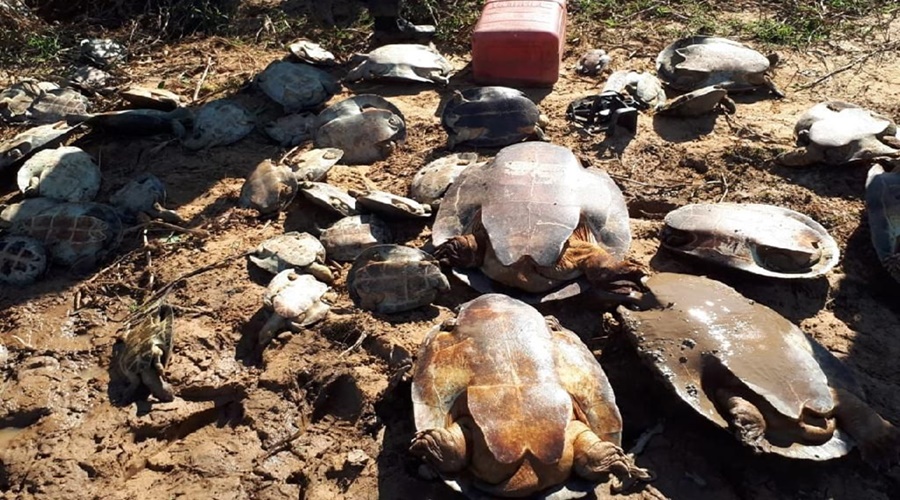 Imagem: tartarugas Polícia Civil deflagra operação contra caça ilegal de tartarugas no Parque Estadual do Araguaia em MT