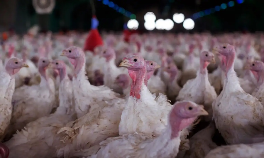 Imagem: AVES Agricultura confirma foco de doença de Newcastle em Santa Catarina Imagem: AVES Agricultura confirma foco de doença de Newcastle em Santa Catarina