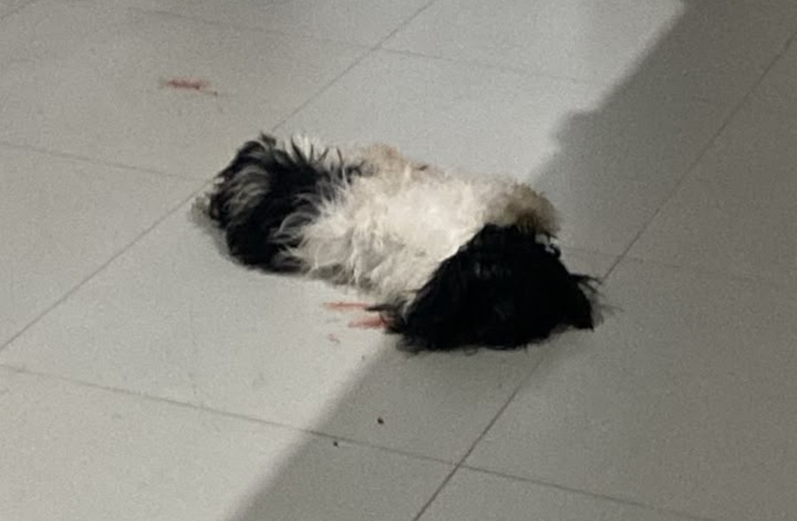 Imagem: Cachorro de pequeno porte e morto dentro de residencia Pitbull invade casa, mata cachorro de pequeno porte e moradores cobram providências em Rondonópolis