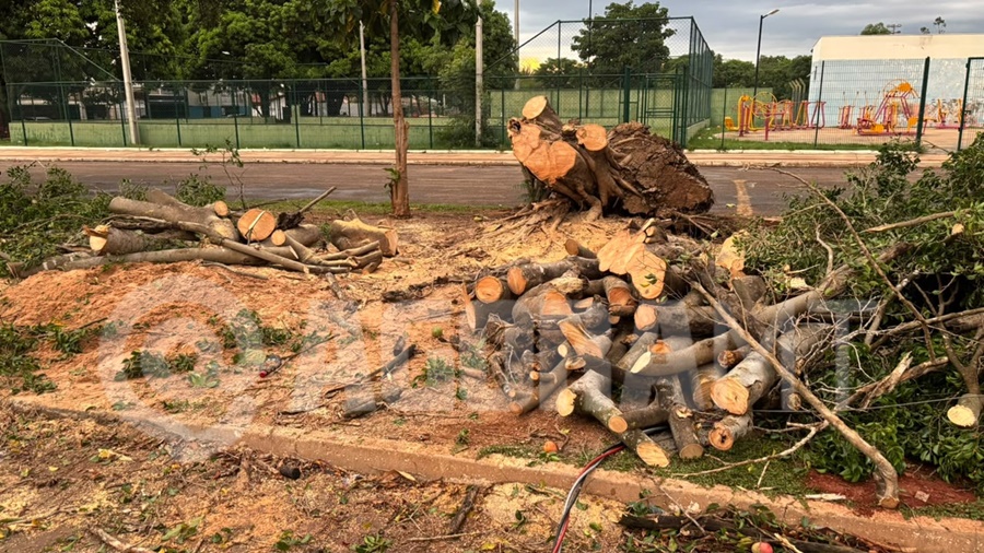 Imagem: Equipes da Coder podaram a arvore Chuva e ventania derrubam árvore e provocam queda de postes no Jardim Atlântico em Rondonópolis Imagem: Equipes da Coder podaram a arvore Chuva e ventania derrubam árvore e provocam queda de postes no Jardim Atlântico em Rondonópolis
