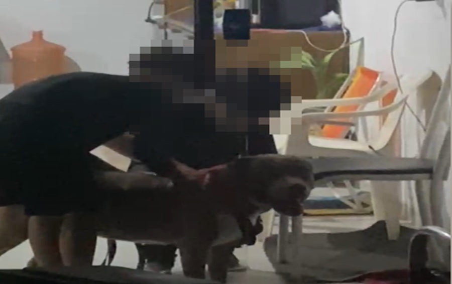 Imagem: Pitbull que teria atacado e matado outro cachorro Pitbull invade casa, mata cachorro de pequeno porte e moradores cobram providências em Rondonópolis