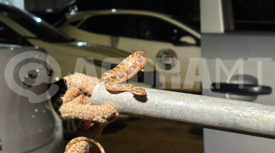 Motorista encontra jararaca dentro de camionete em Poxoréu, MT