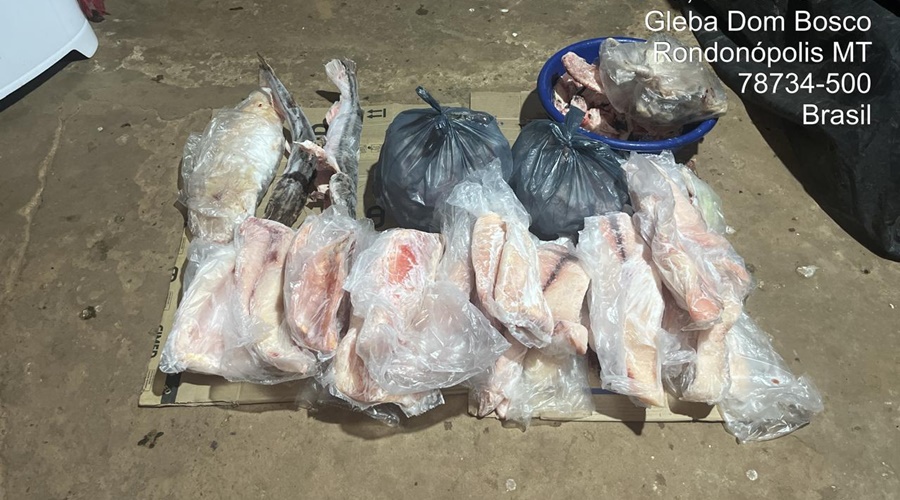 Imagem: pescado ilegal Mais de 40 kg de pescado são apreendidos pela Polícia Ambiental em rancho na Gleba Dom Bosco Imagem: pescado ilegal Mais de 40 kg de pescado são apreendidos pela Polícia Ambiental em rancho na Gleba Dom Bosco